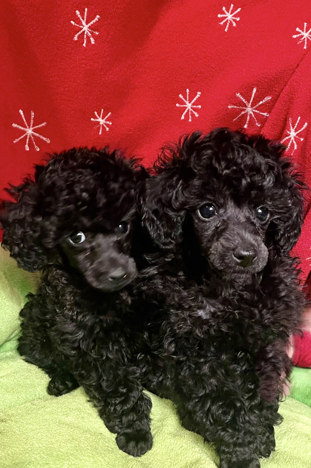 male and female Toy Poodle puppies 9 weeks old